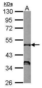 p47phox Antibody in Western Blot (WB)