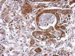 Cyclophilin B Antibody in Immunohistochemistry (Paraffin) (IHC (P))