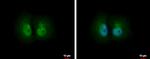 PSME1 Antibody in Immunocytochemistry (ICC/IF)