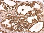 NUFIP1 Antibody in Immunohistochemistry (Paraffin) (IHC (P))