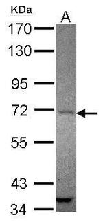 AMOT Antibody in Western Blot (WB)