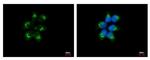 eIF1AY Antibody in Immunocytochemistry (ICC/IF)