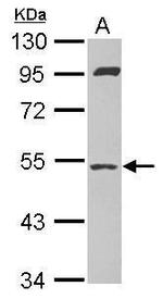 SAMM50 Antibody in Western Blot (WB)