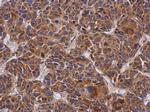 Ymer Antibody in Immunohistochemistry (Paraffin) (IHC (P))