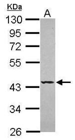 SEPT5 Antibody in Western Blot (WB)