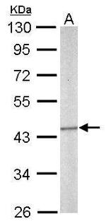 SEPT5 Antibody in Western Blot (WB)