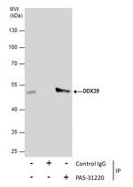 DDX39 Antibody in Immunoprecipitation (IP)