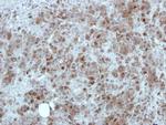 MINA53 Antibody in Immunohistochemistry (Paraffin) (IHC (P))