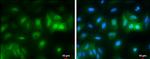 RBPMS Antibody in Immunocytochemistry (ICC/IF)