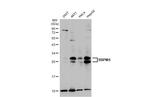 RBPMS Antibody in Western Blot (WB)