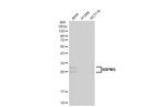 RBPMS Antibody in Western Blot (WB)