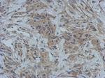 GBP5 Antibody in Immunohistochemistry (Paraffin) (IHC (P))