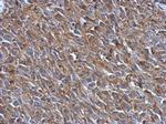 PRPSAP2 Antibody in Immunohistochemistry (Paraffin) (IHC (P))