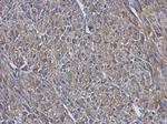 PRPSAP2 Antibody in Immunohistochemistry (Paraffin) (IHC (P))