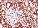 JTV-1 Antibody in Immunohistochemistry (Paraffin) (IHC (P))