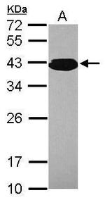 PCBP3 Antibody in Western Blot (WB)