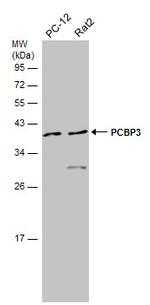 PCBP3 Antibody in Western Blot (WB)