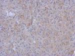 MRPL10 Antibody in Immunohistochemistry (Paraffin) (IHC (P))