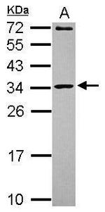 MRPL10 Antibody in Western Blot (WB)