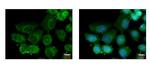 HAUS2 Antibody in Immunocytochemistry (ICC/IF)