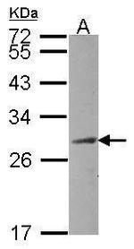 HAUS2 Antibody in Western Blot (WB)