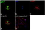 TSG101 Antibody in Immunocytochemistry (ICC/IF)