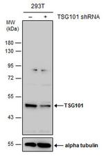 TSG101 Antibody