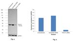 TSG101 Antibody in Western Blot (WB)