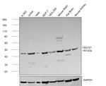 TSG101 Antibody in Western Blot (WB)