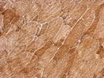 QTRT1 Antibody in Immunohistochemistry (Paraffin) (IHC (P))