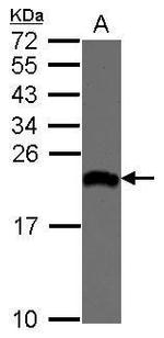 eIF1AX Antibody in Western Blot (WB)