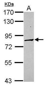 PCDHA3 Antibody in Western Blot (WB)