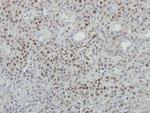 MINA53 Antibody in Immunohistochemistry (Paraffin) (IHC (P))