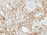 SASS6 Antibody in Immunohistochemistry (Paraffin) (IHC (P))