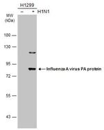 Influenza A PA Antibody in Western Blot (WB)