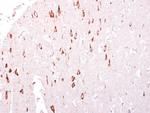 GTPBP3 Antibody in Immunohistochemistry (Paraffin) (IHC (P))