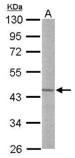 LDB2 Antibody in Western Blot (WB)