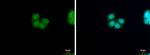 HRSP12 Antibody in Immunocytochemistry (ICC/IF)