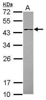 POFUT1 Antibody in Western Blot (WB)