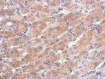 CALML5 Antibody in Immunohistochemistry (Paraffin) (IHC (P))