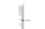 CALML5 Antibody in Western Blot (WB)