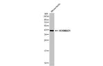 HORMAD1 Antibody in Western Blot (WB)