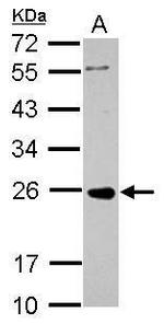 PRKCDBP Antibody in Western Blot (WB)