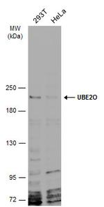 UBE2O Antibody in Western Blot (WB)