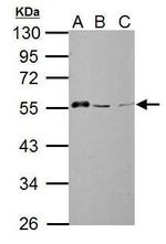 AAMP Antibody in Western Blot (WB)