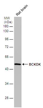 BCKDK Antibody in Western Blot (WB)