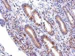 GALNT7 Antibody in Immunohistochemistry (Paraffin) (IHC (P))