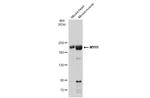 Myosin Skeletal Muscle Antibody in Western Blot (WB)