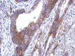 SARS2 Antibody in Immunohistochemistry (Paraffin) (IHC (P))