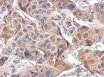 LILRA4 Antibody in Immunohistochemistry (Paraffin) (IHC (P))